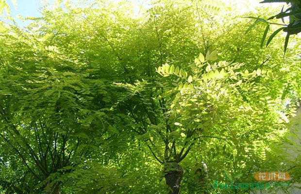 2017年已經過半,南北苗木行情會發生怎樣的逆轉?