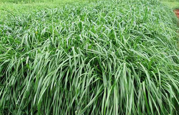 黑麦草的价格行情及养护知识