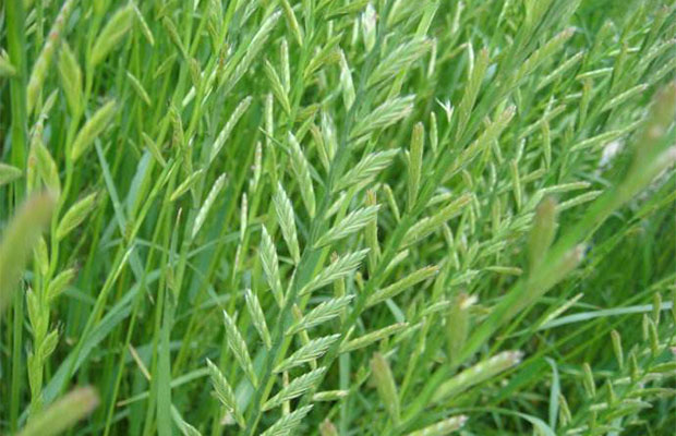 黑麦草的价格行情及养护知识