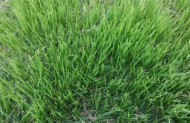 黑麦草的价格行情及养护知识