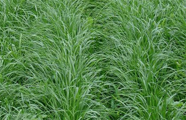 黑麦草的价格行情及养护知识