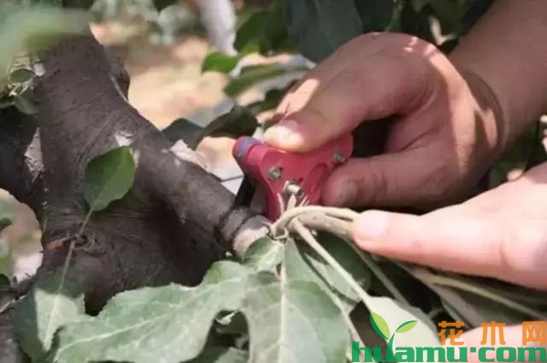 苹果树夏季修剪有什么作用？