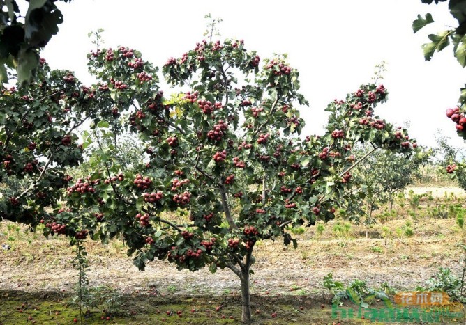 山楂树