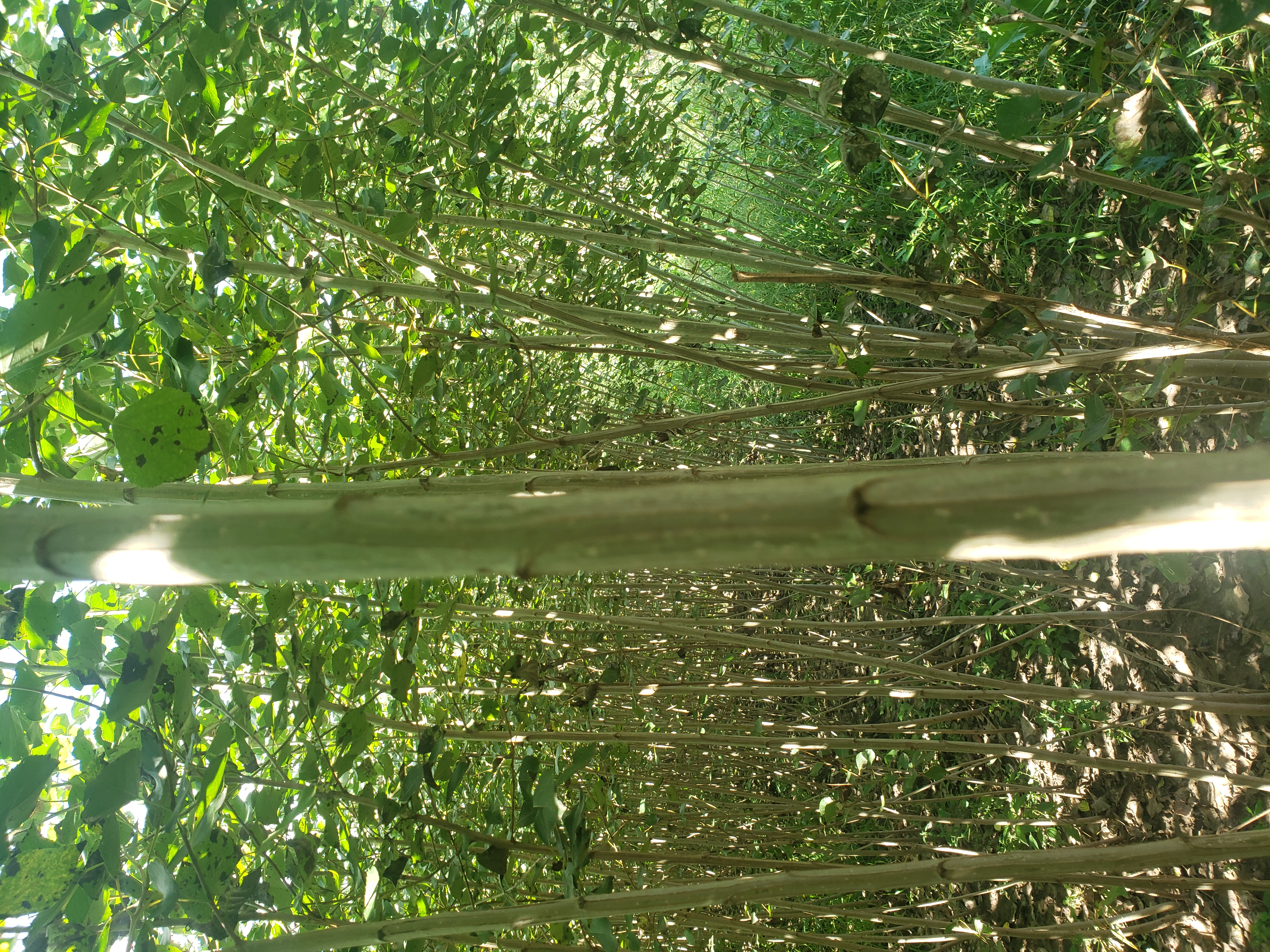 小城黑杨树苗